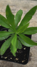 Amsonia tabernaemontana eastern blue star potted plant for sale video