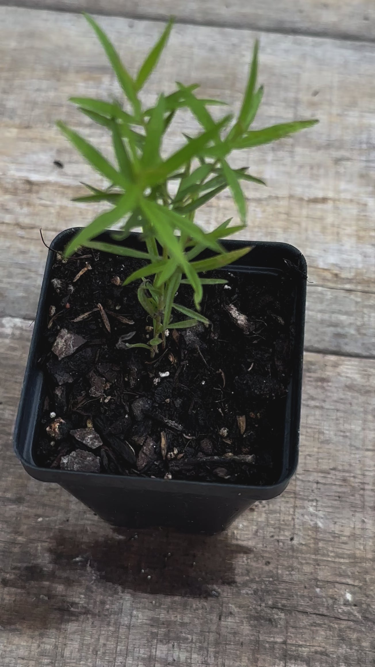 Euthamia caroliniana grass leaved goldenrod potted plant for sale video