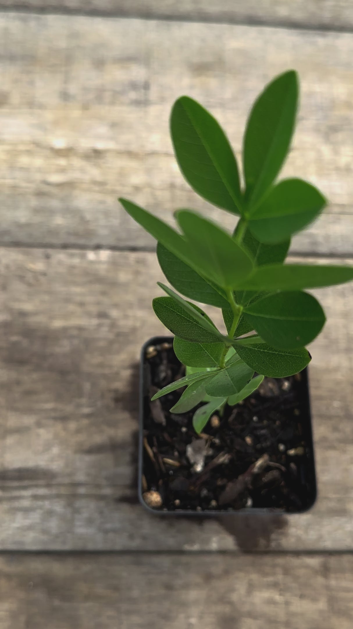 Baptisia alba white wild indigo potted plant for sale video