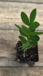 Baptisia alba white wild indigo potted plant for sale video