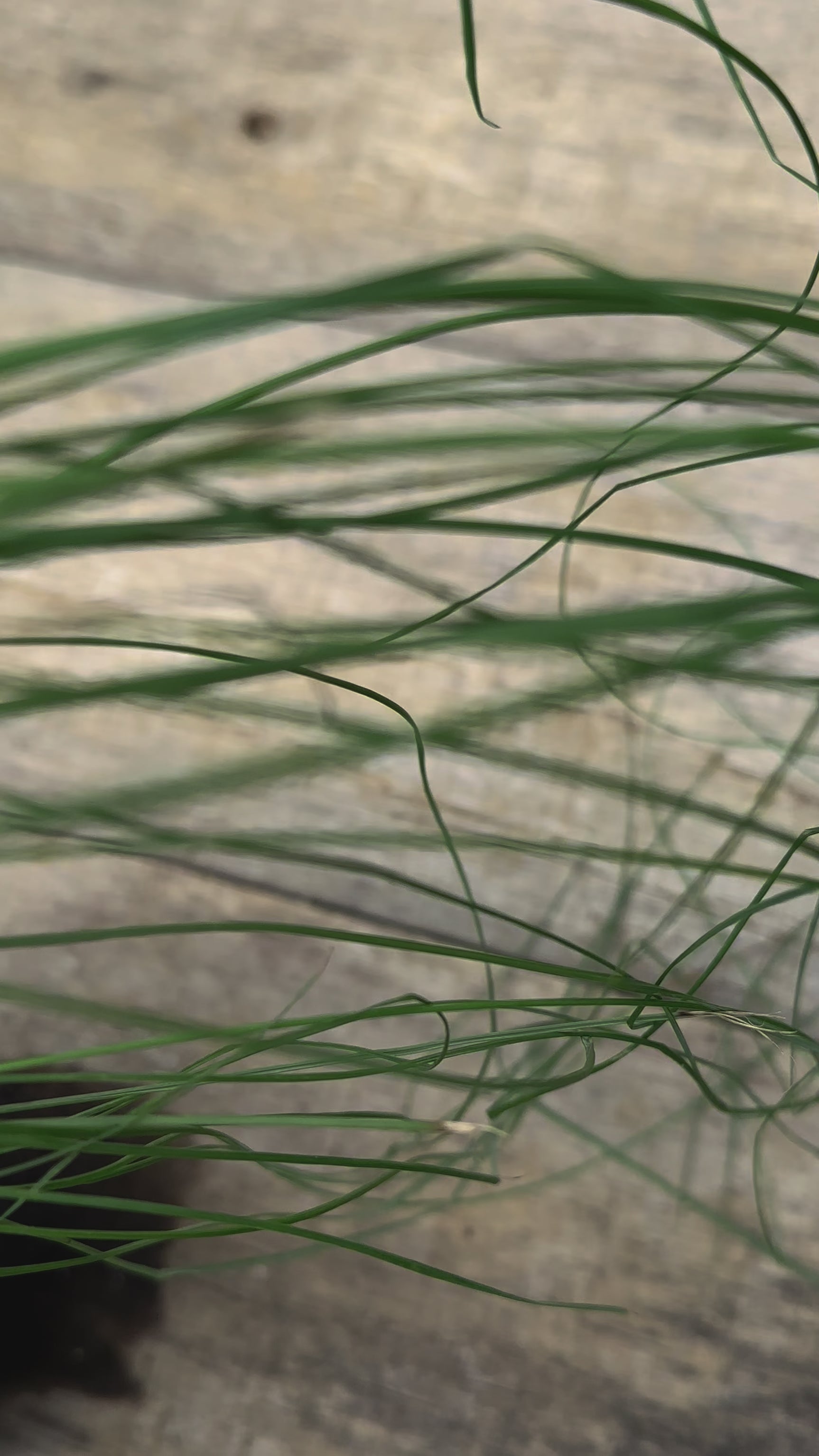 Muhlenbergia capillaris pink muhly grass potted plant for sale video