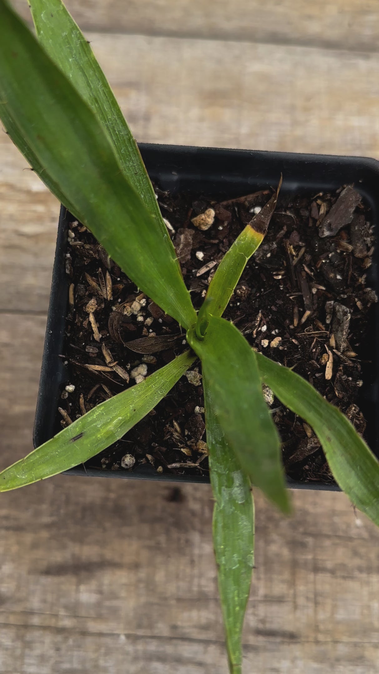 Eryngium yuccifolium rattlesnake master potted plant for sale video