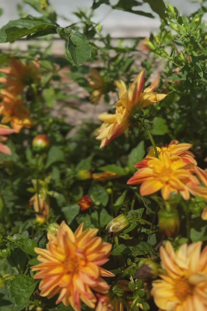 Dahlias garden plant for sale video