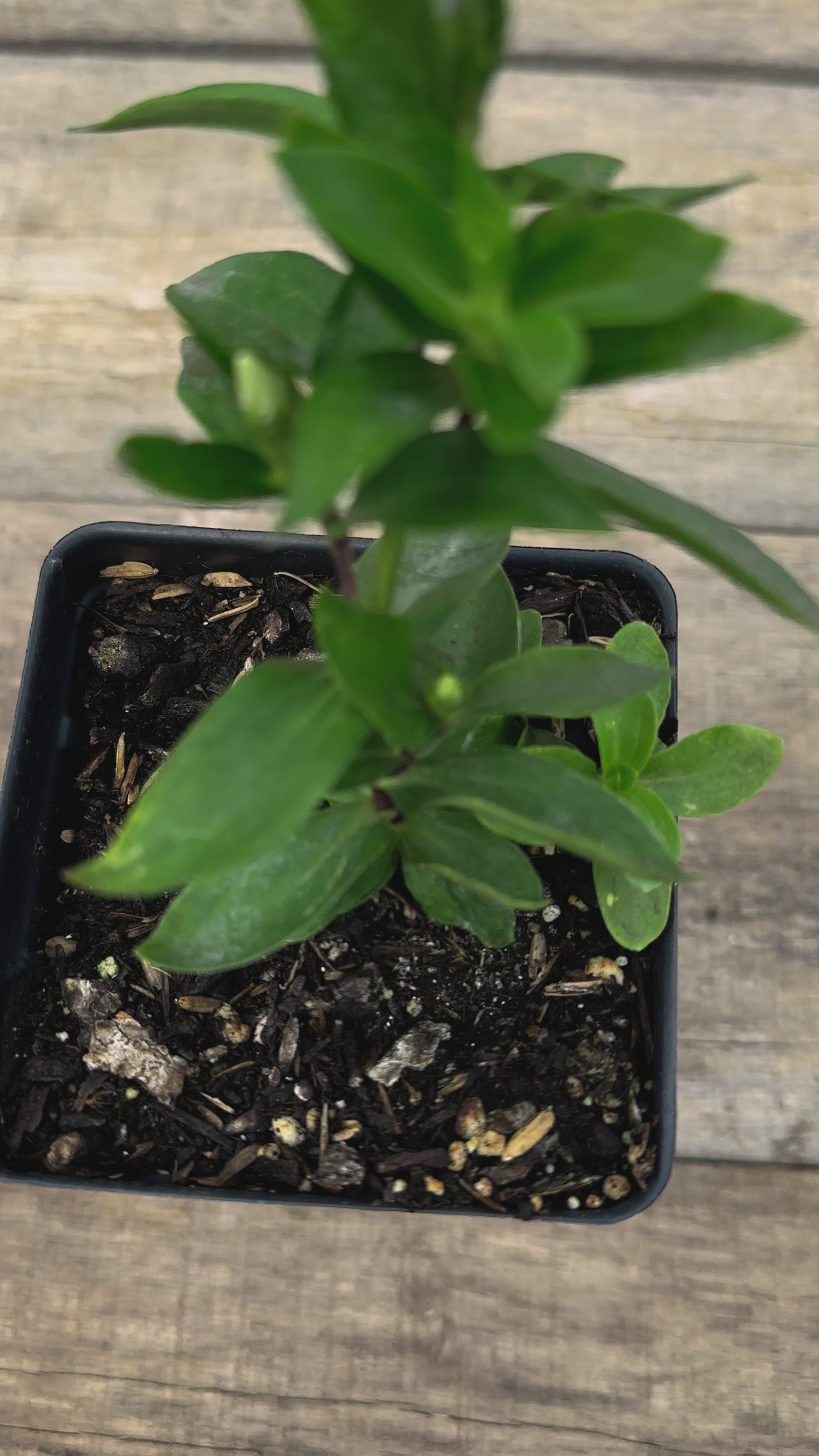 Gentiana true blue potted plant video