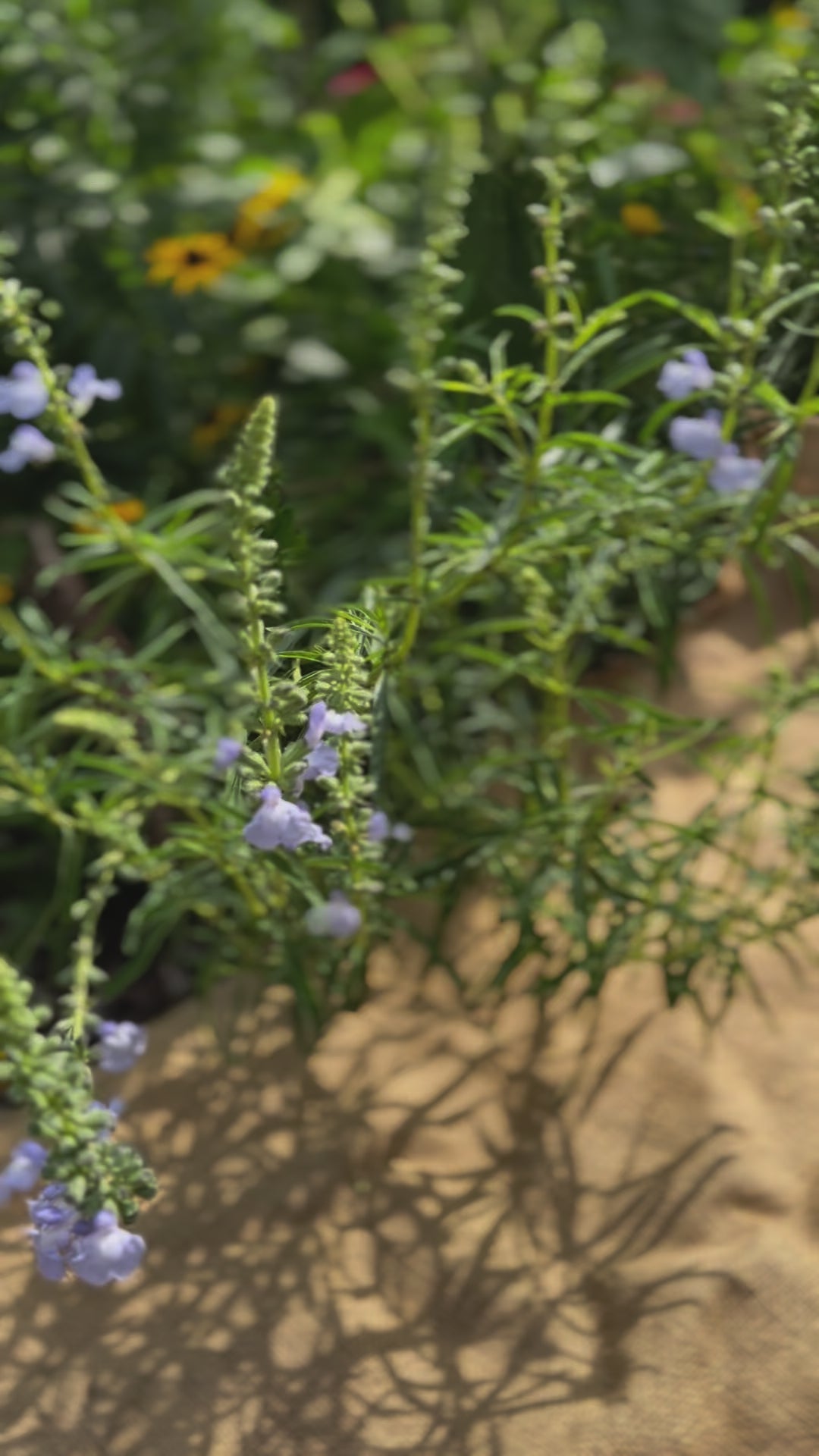 Salvia azurea blue sage flower for sale video