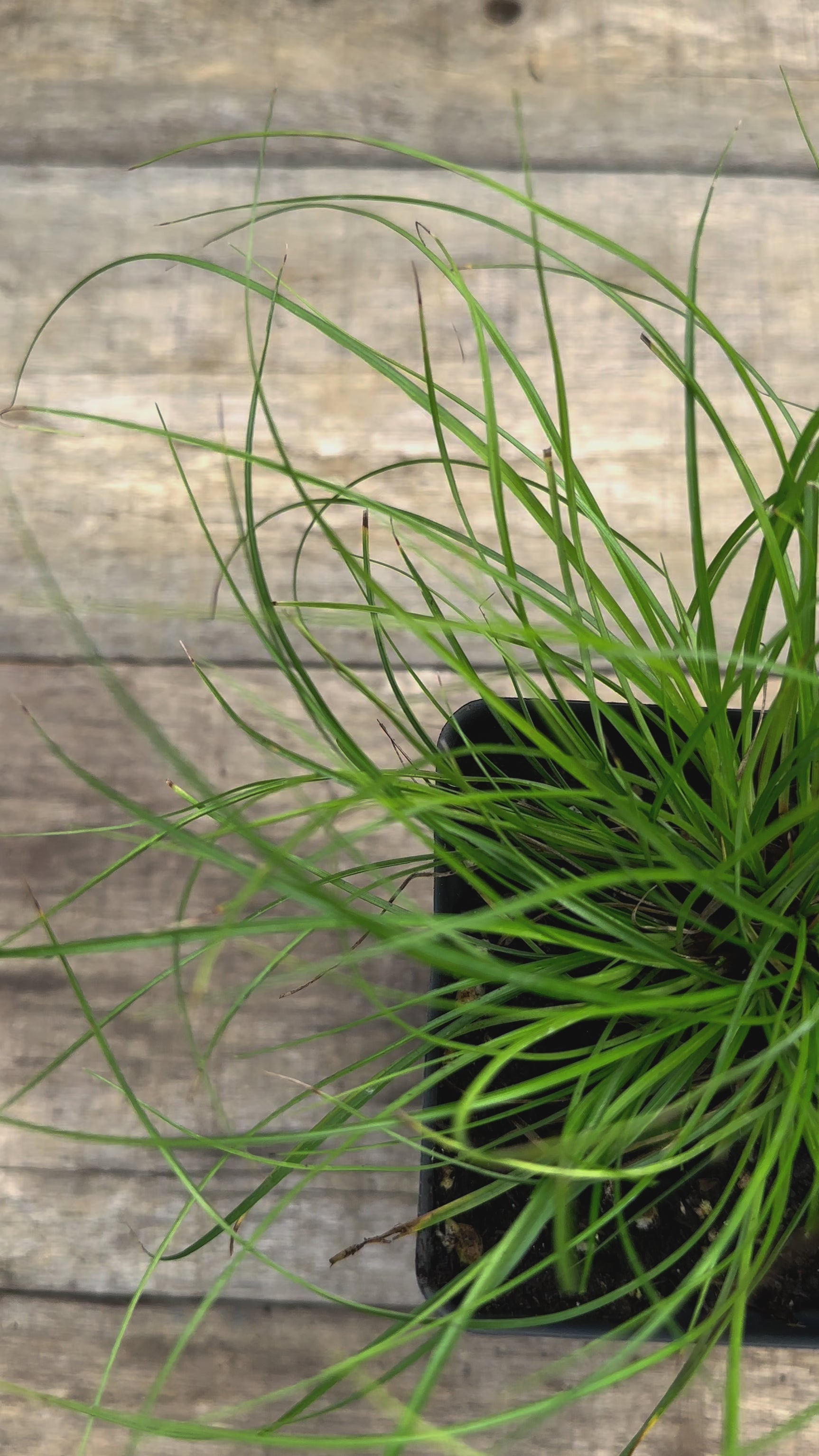 Carex albicans white tinged sedge potted plant for sale video