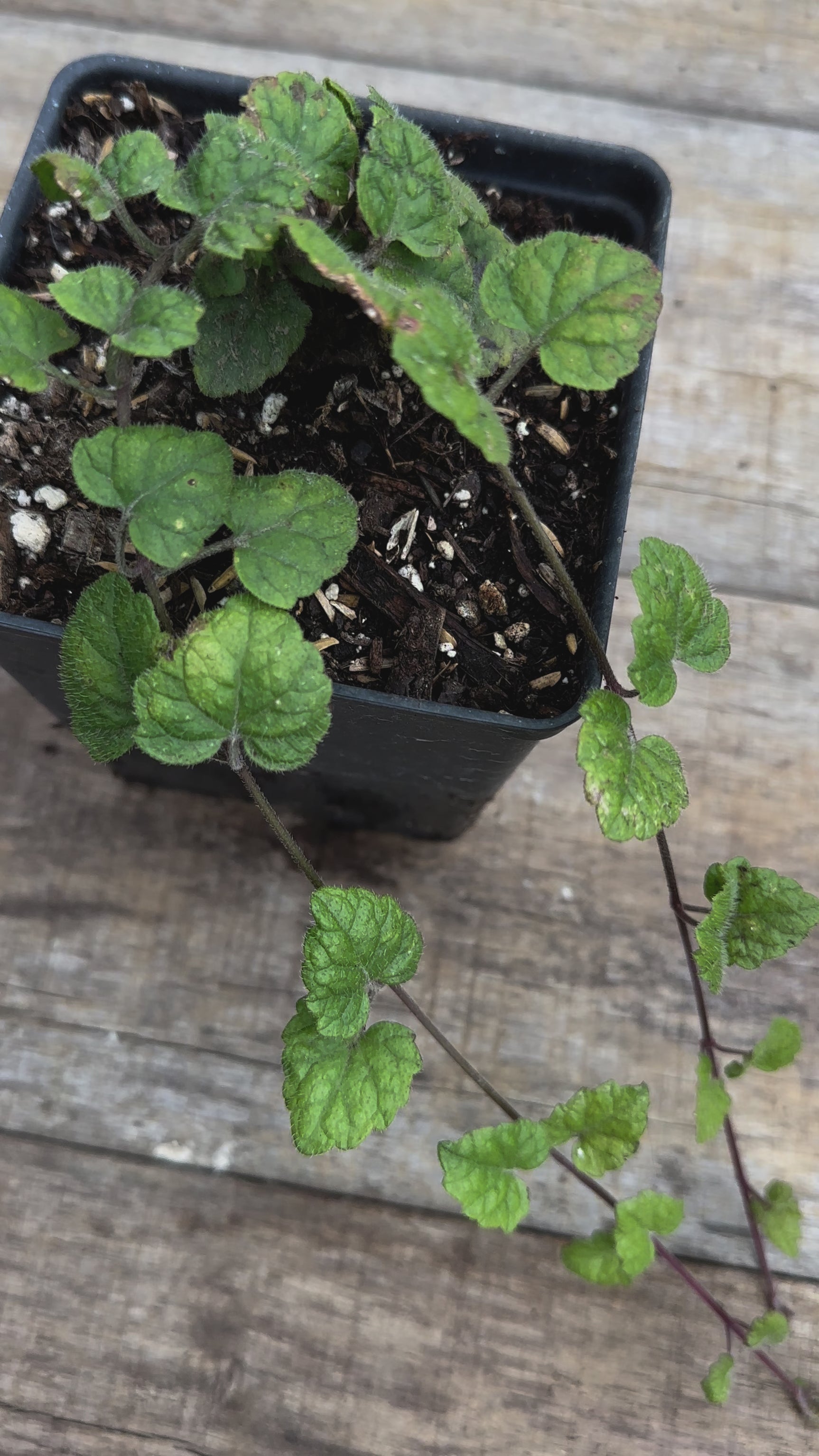 Meehania cordata Meehan's mint potted plant for sale video