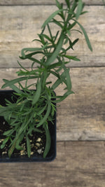 Aster ericoides Snow Flurry potted plant for sale video