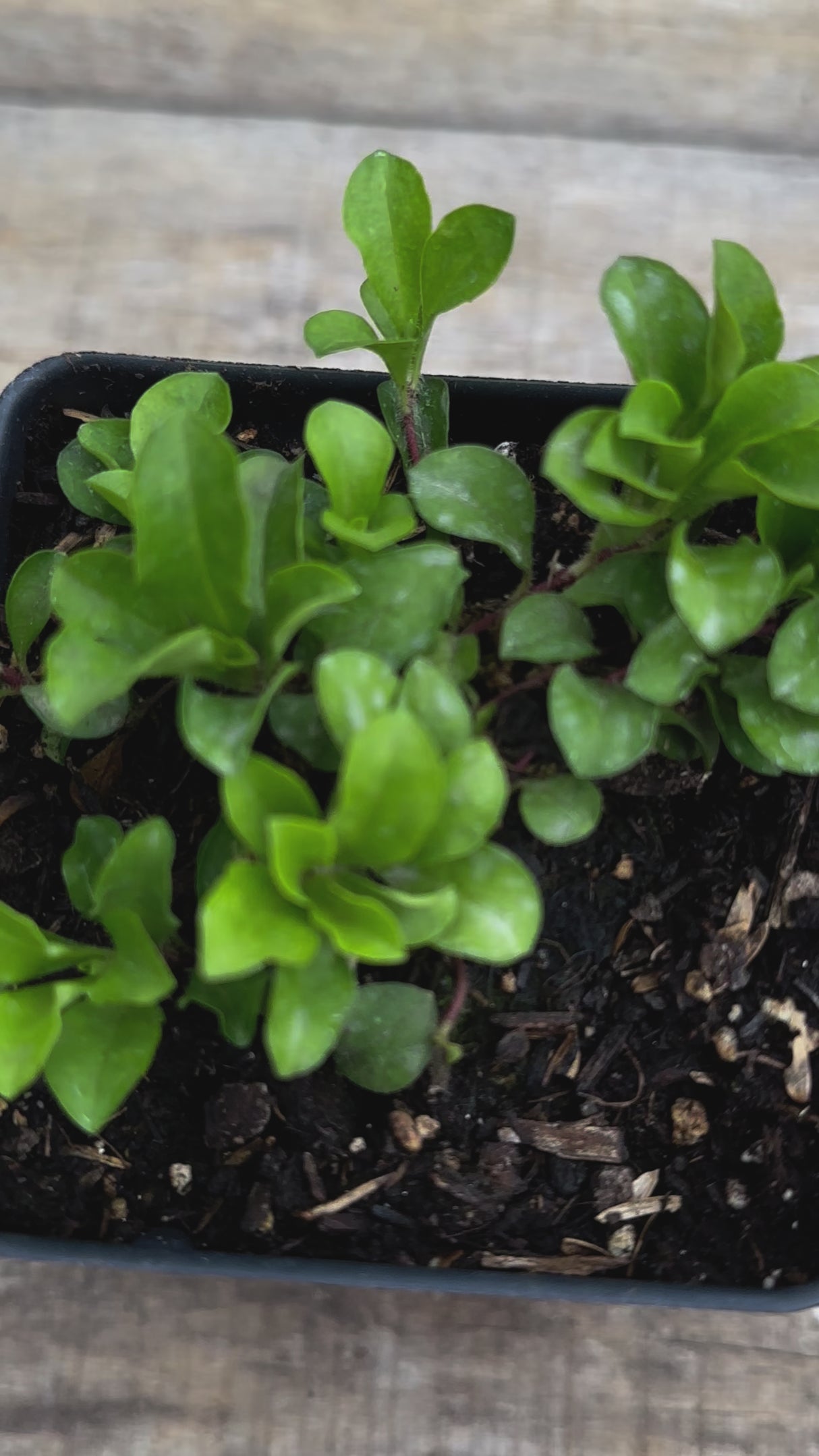 Phlox stolonifera creeping phlox potted plant for sale video