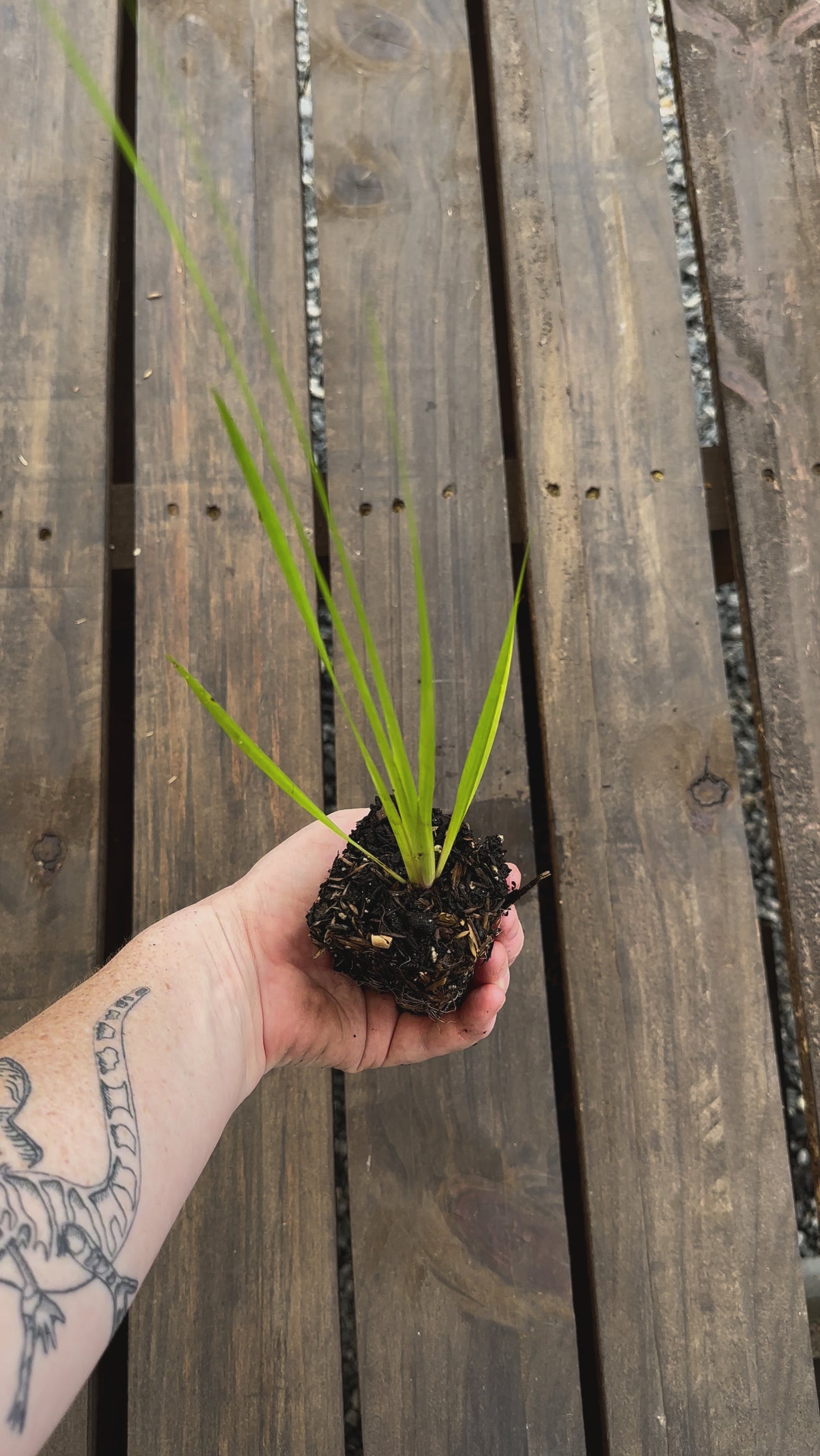 Acorus americanus sweet flag potted plant for sale video