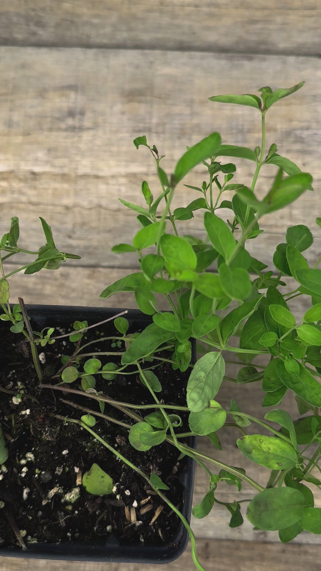 Pycnanthemum flexuosum Appalachian mountain mint potted plant for sale video