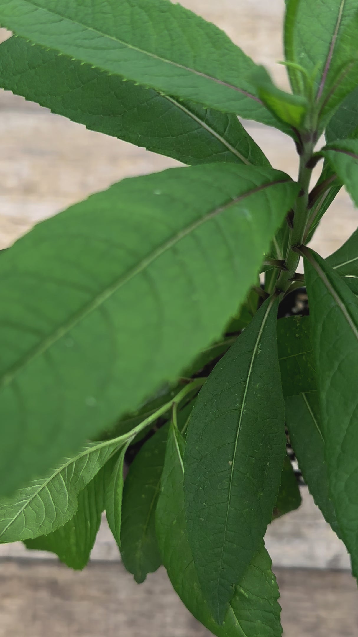 Vernonia novaboracensis New York ironweed potted plant for sale video