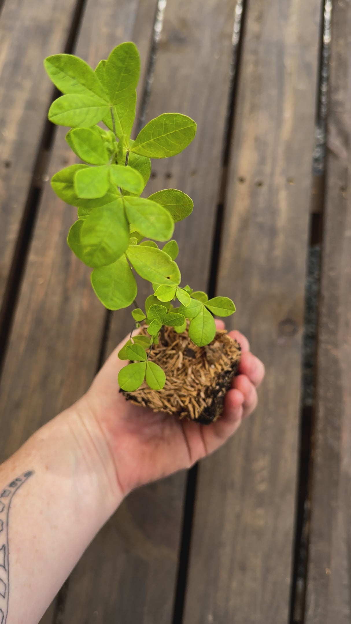 Thermopsis caroliniana carolina lupine potted plant for sale video