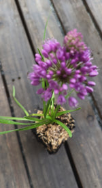 Allium millenium potted plant for sale video