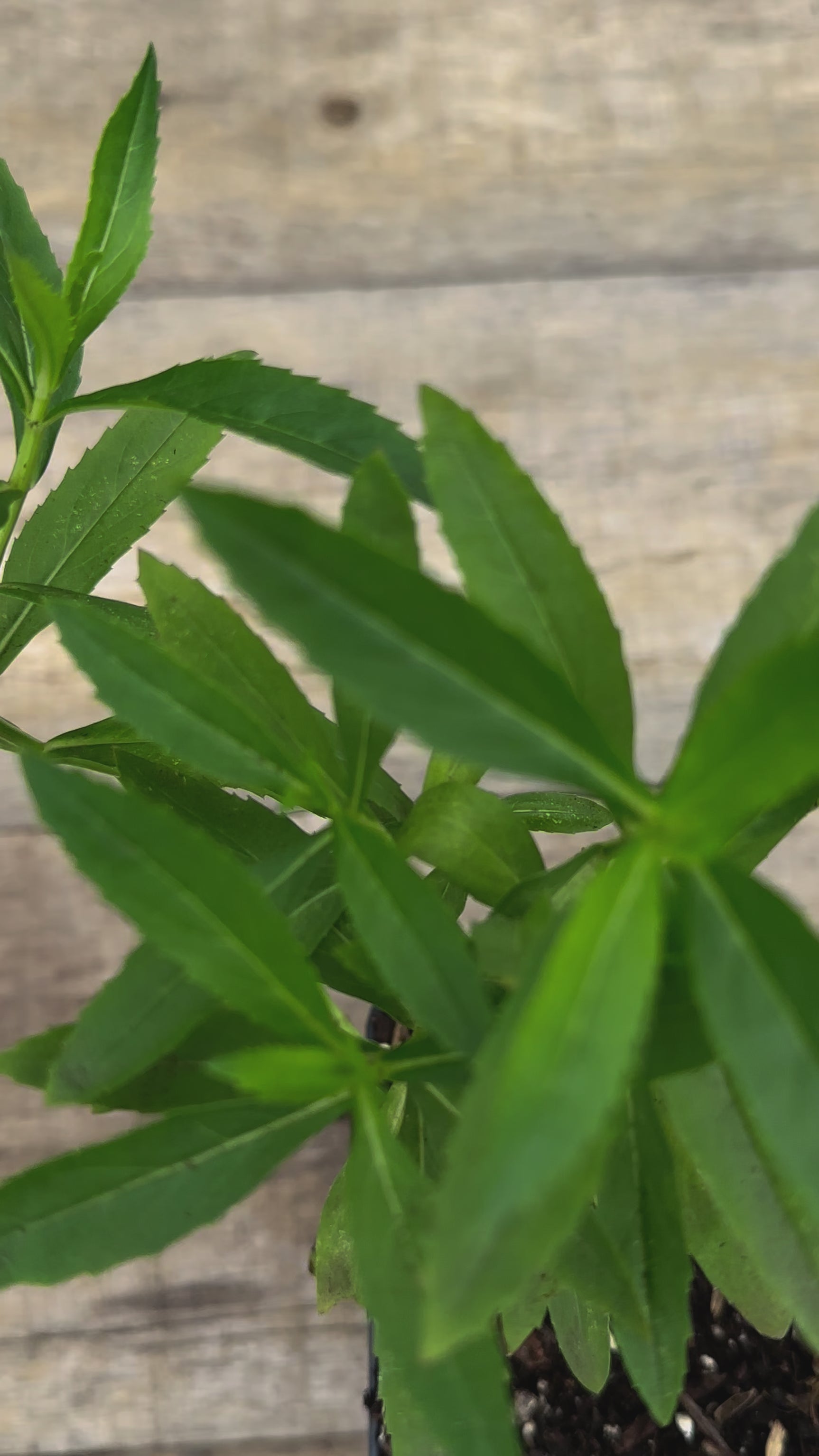 Physostegia virginiana obedient plant potted plant for sale video