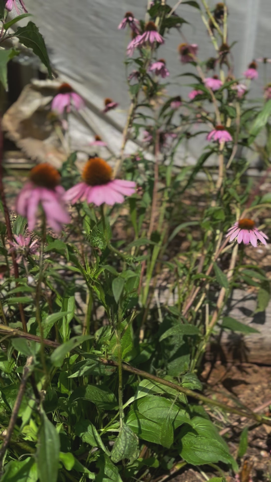 Echinacea purpurea purple coneflower potted plant for sale video