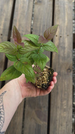 Monarda bradburiana Bradbury's bee balm potted plant for sale video