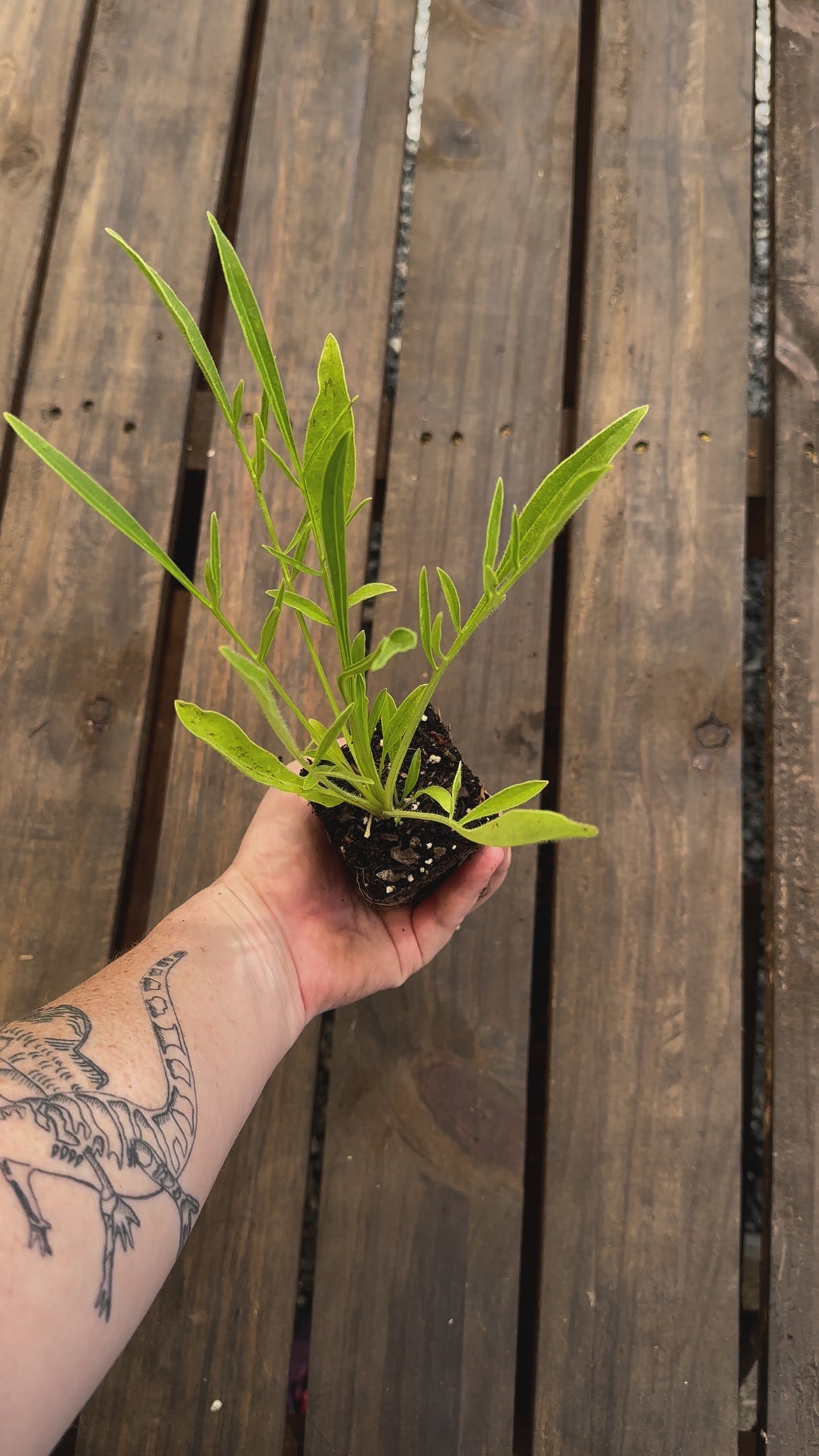 Coreopsis lanceolata lanceleaf coreopsis potted plant for sale video