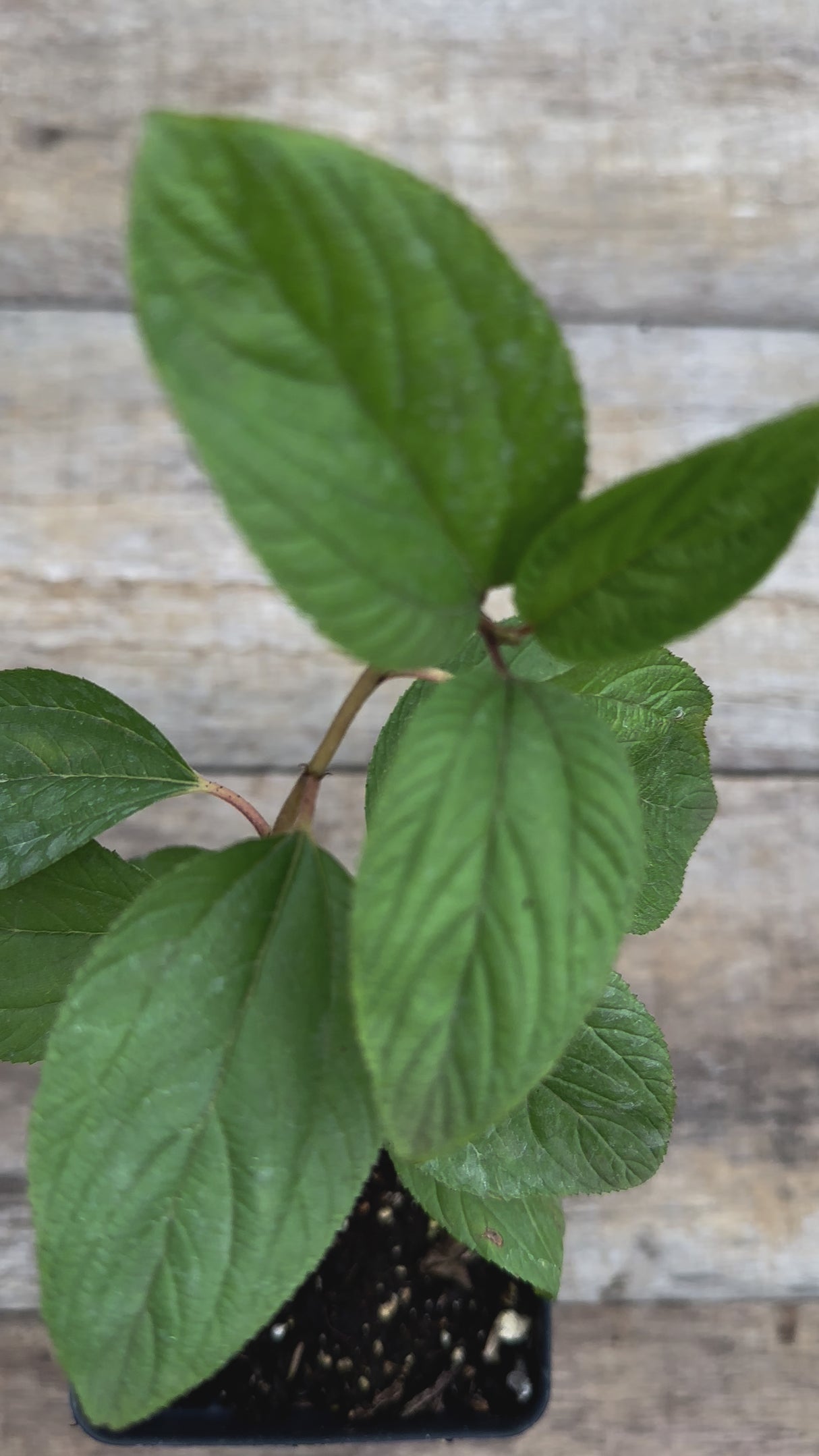 Ceanothus americanus New Jersey tea potted plant for sale video