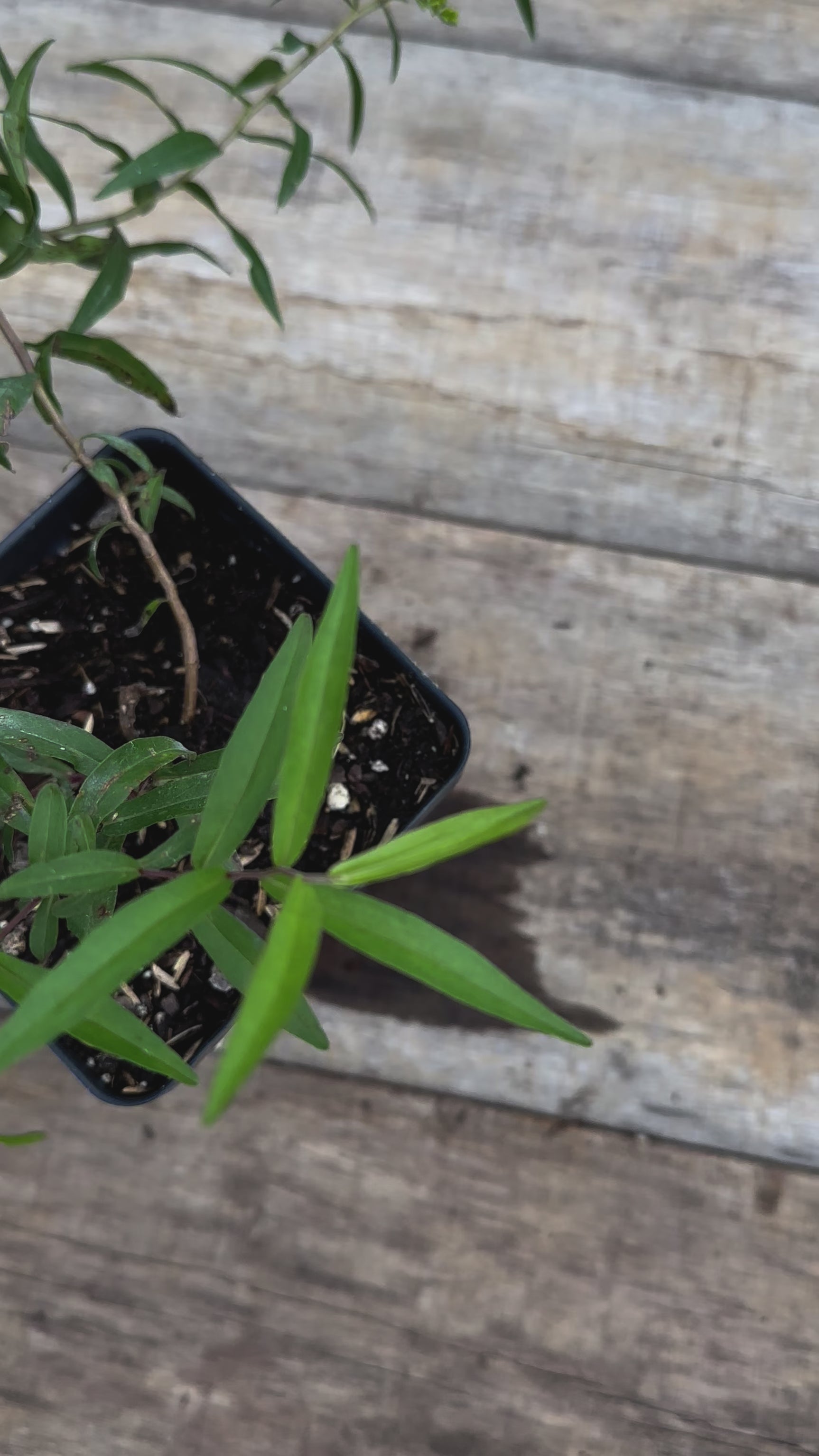 Solidago odora sweet goldenrod potted plant for sale video