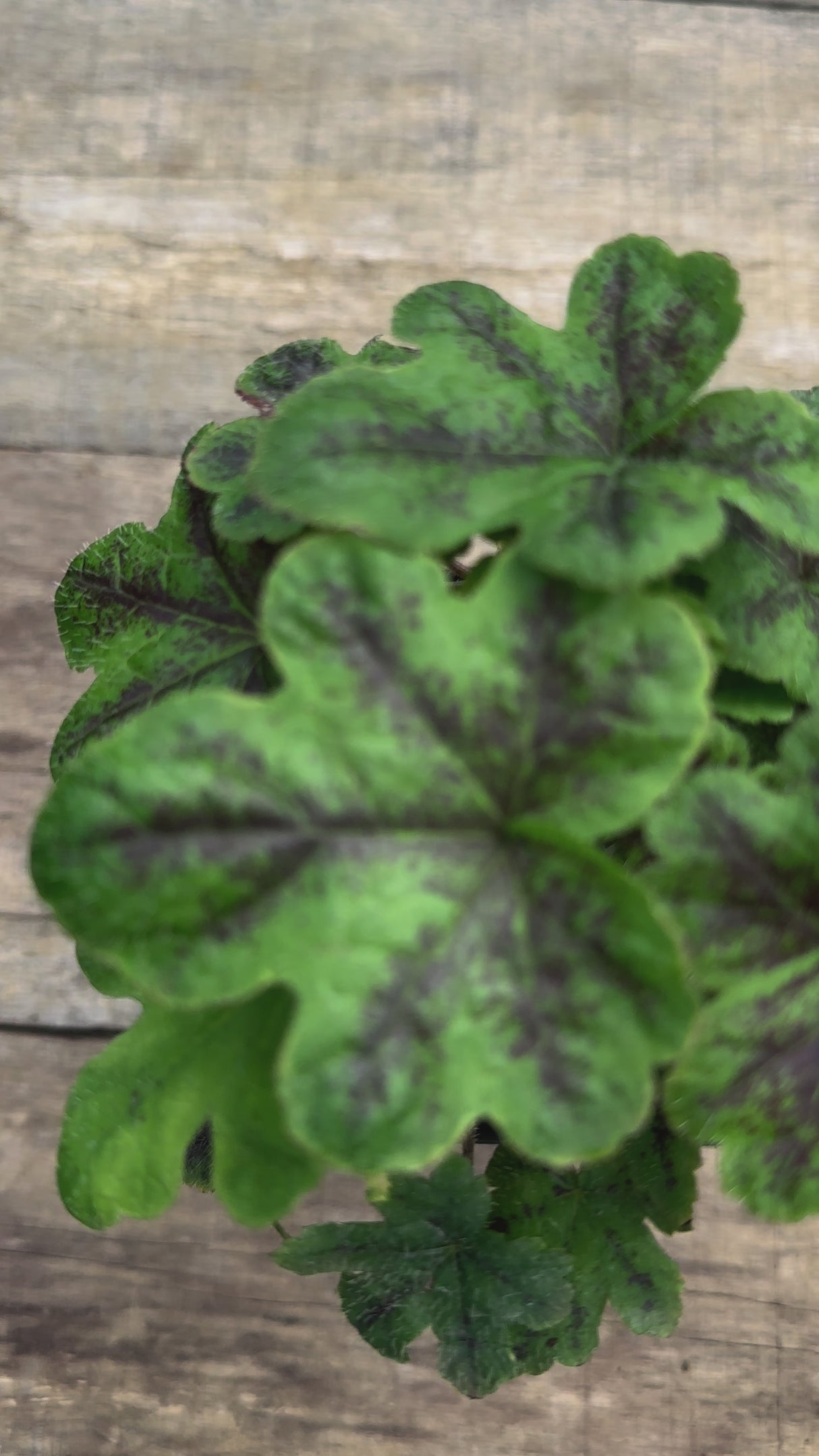 Tiarella new moon motley potted plant for sale video