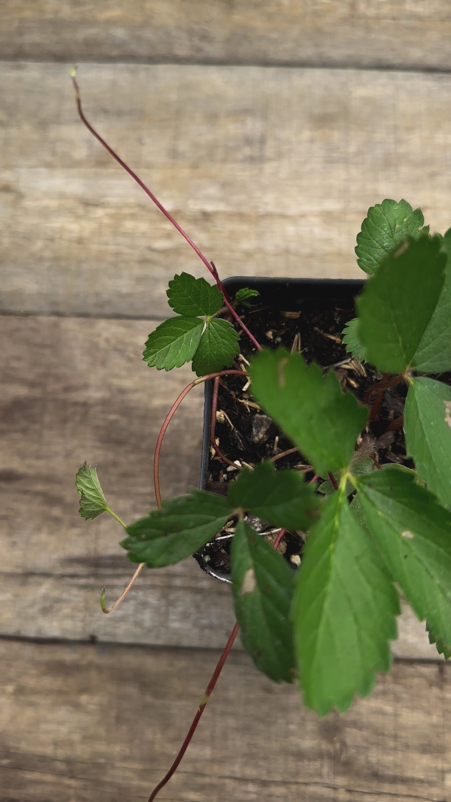 Fragaria virginiana wild strawberry potted plant for sale video