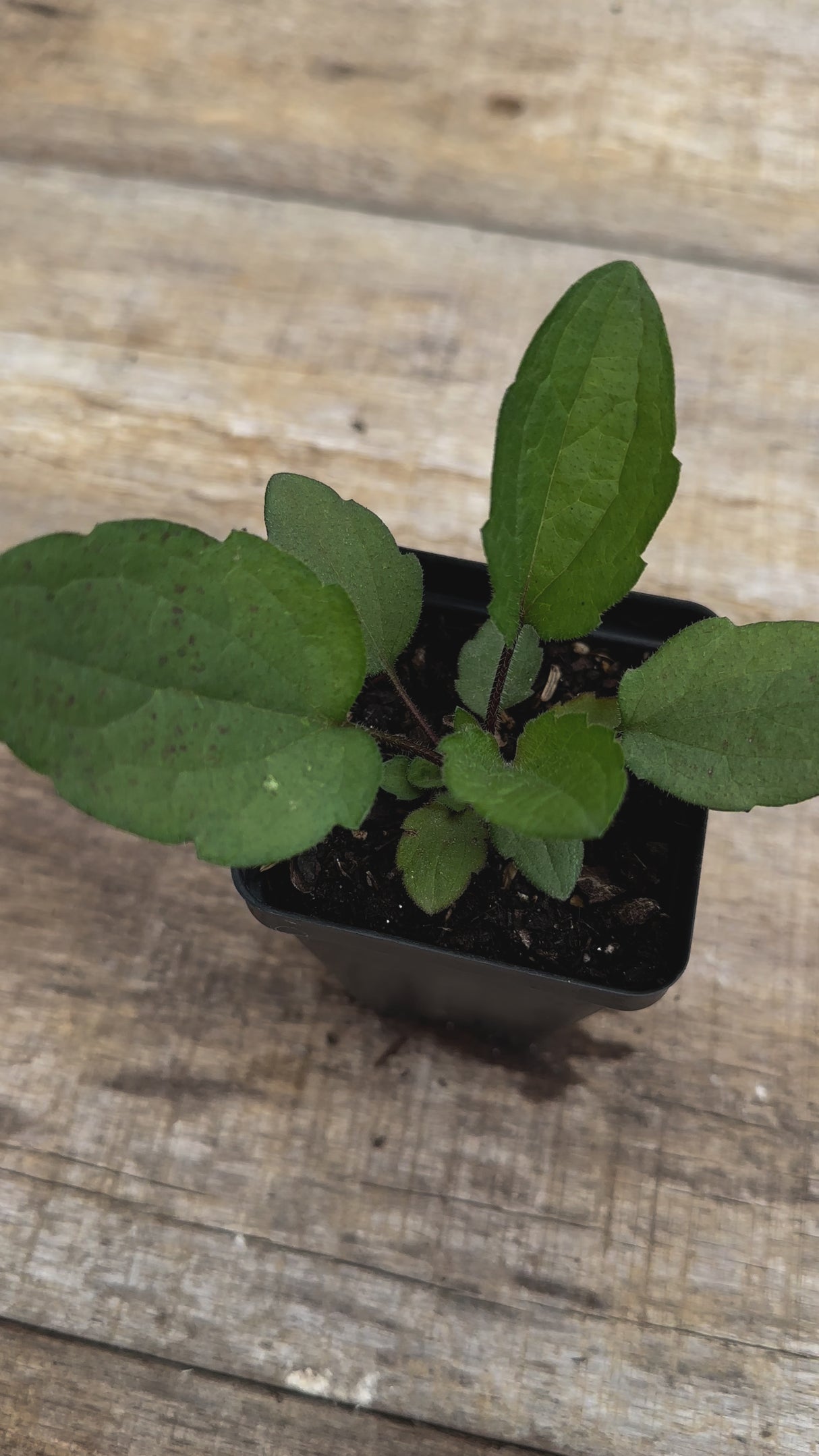 Rudbeckia triloba brown eyed Susan potted plant for sale video