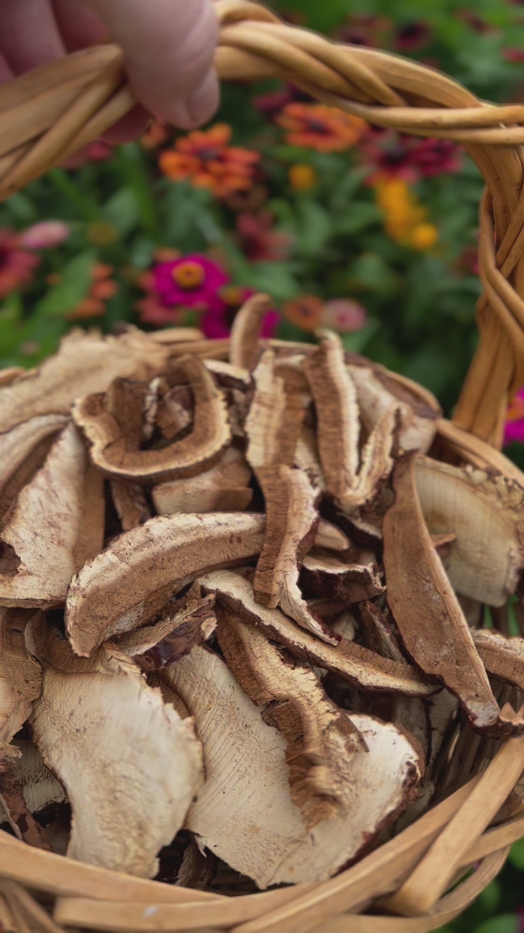 Dried Reishi Mushrooms For Sale Video