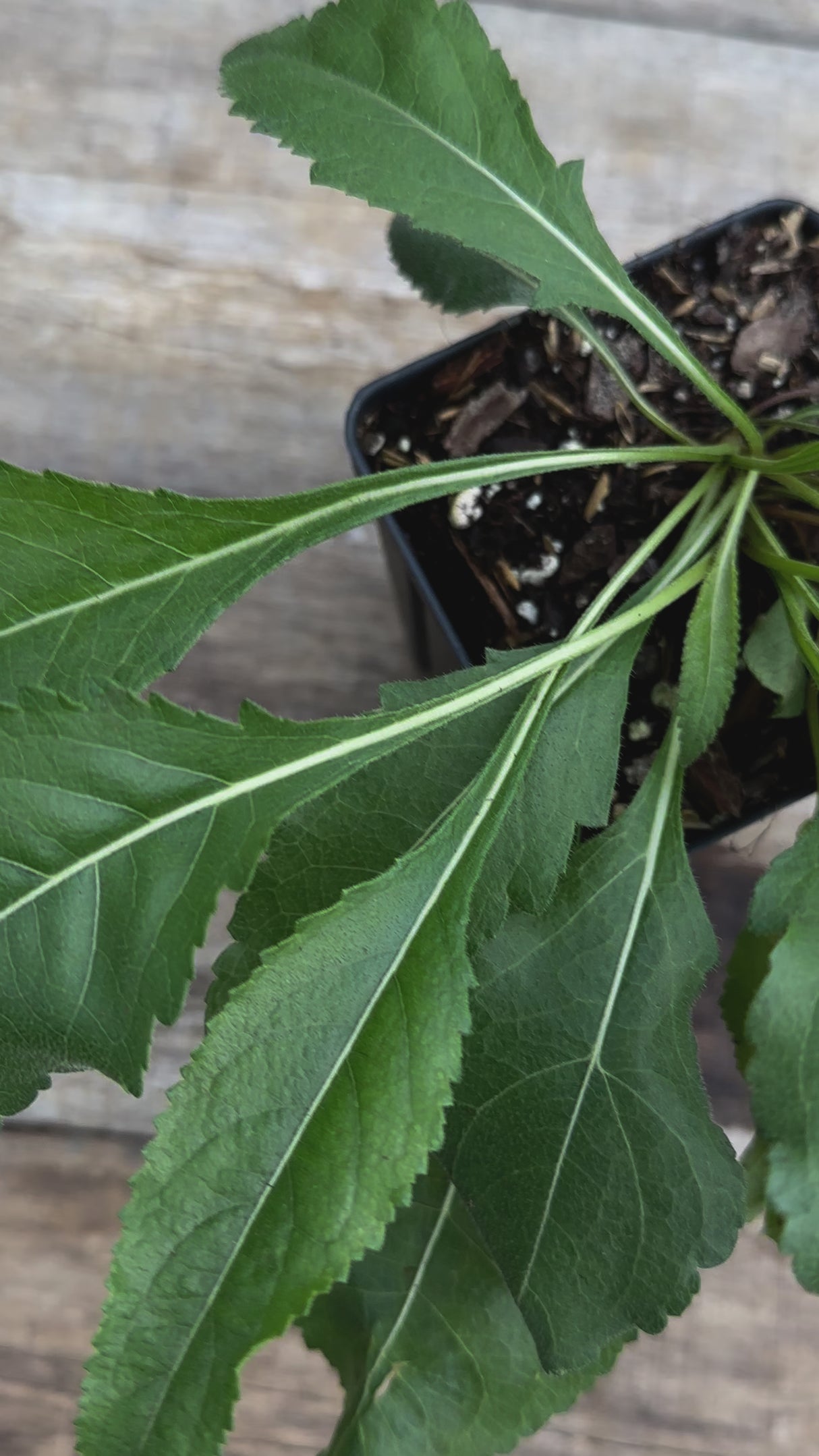 Parthenium integrifolium wild quinine potted plant for sale video