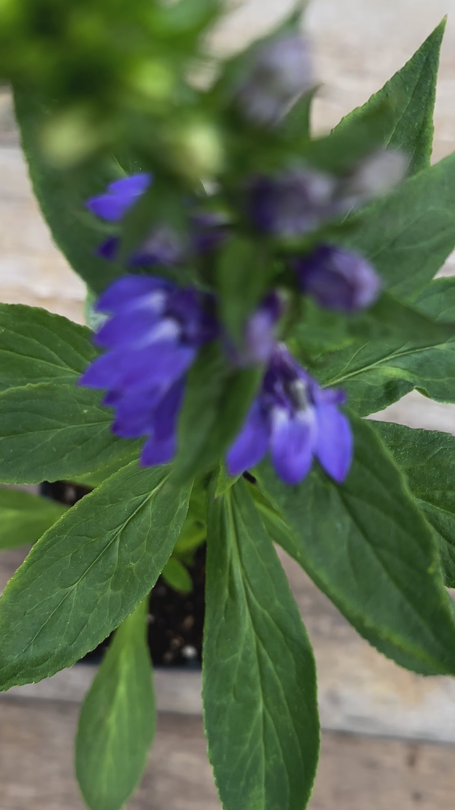 Lobelia siphilitica great blue lobelia potted plant for sale video