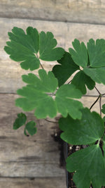 Aquilegia canadensis wild columbine potted plant for sale video