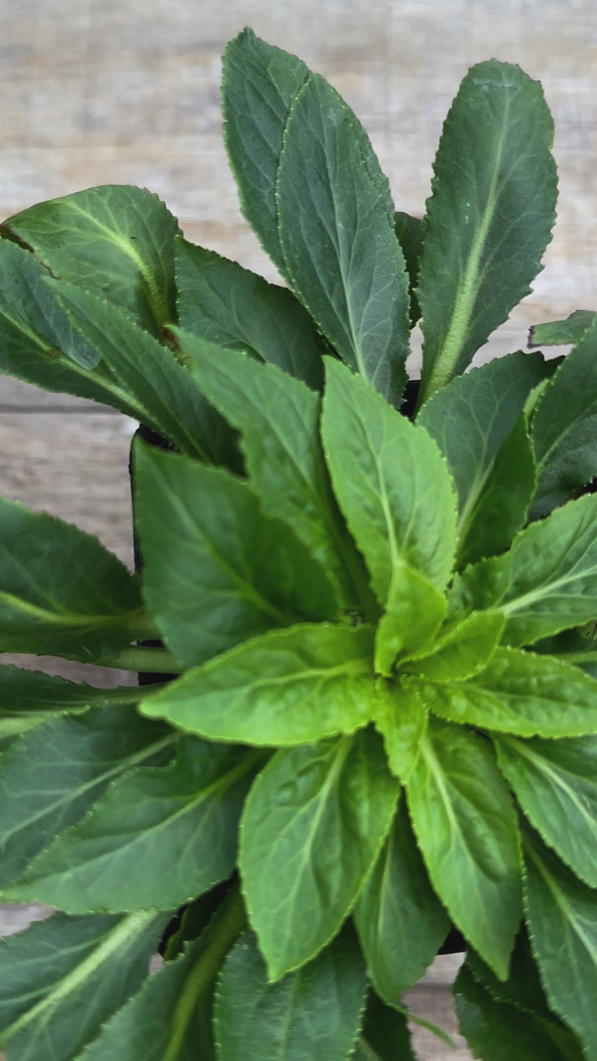 Lobelia cardinalis cardinal flower potted plant for sale video