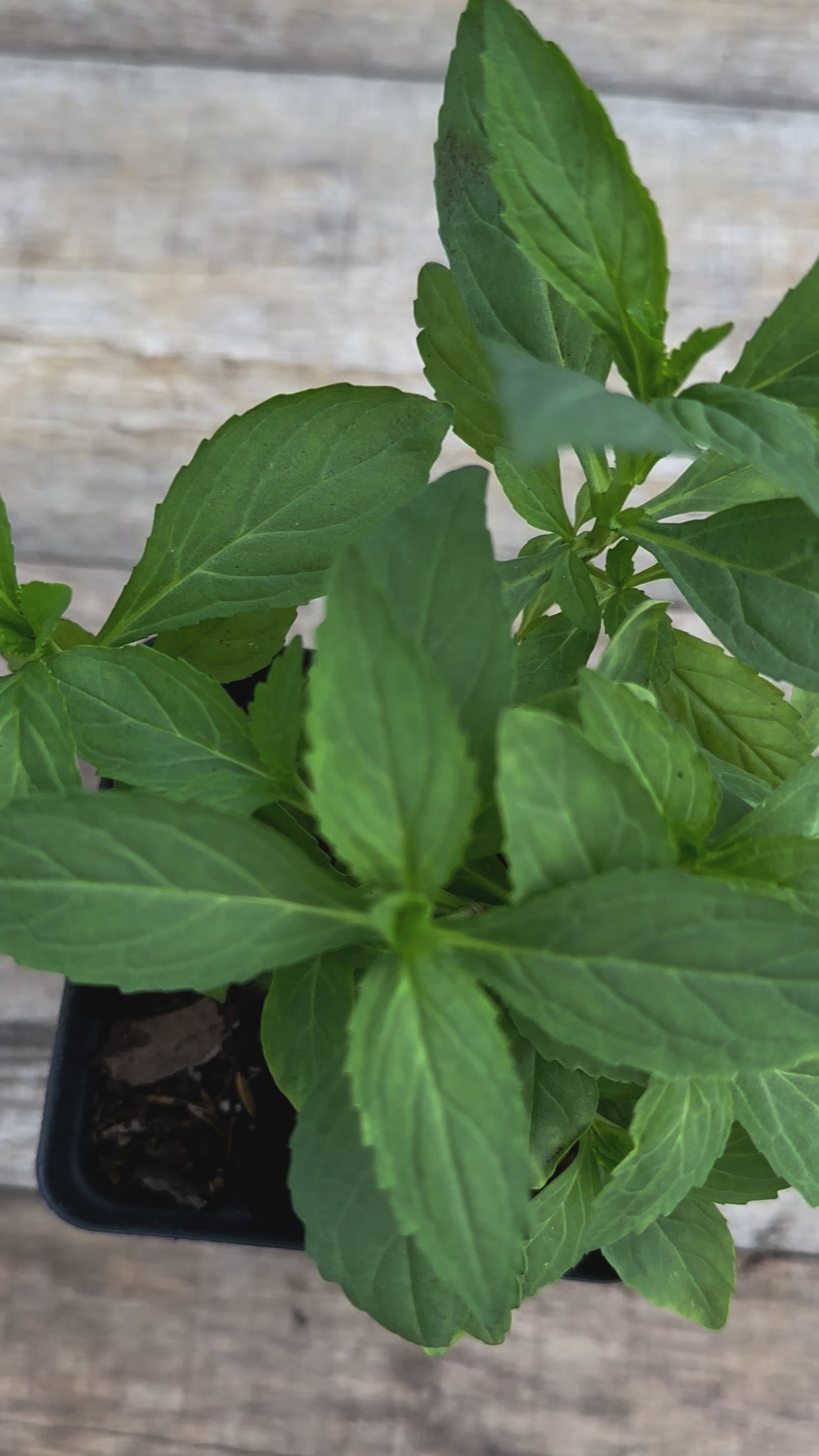 Mimulus ringens Allegheny monkeyflower potted plant for sale video