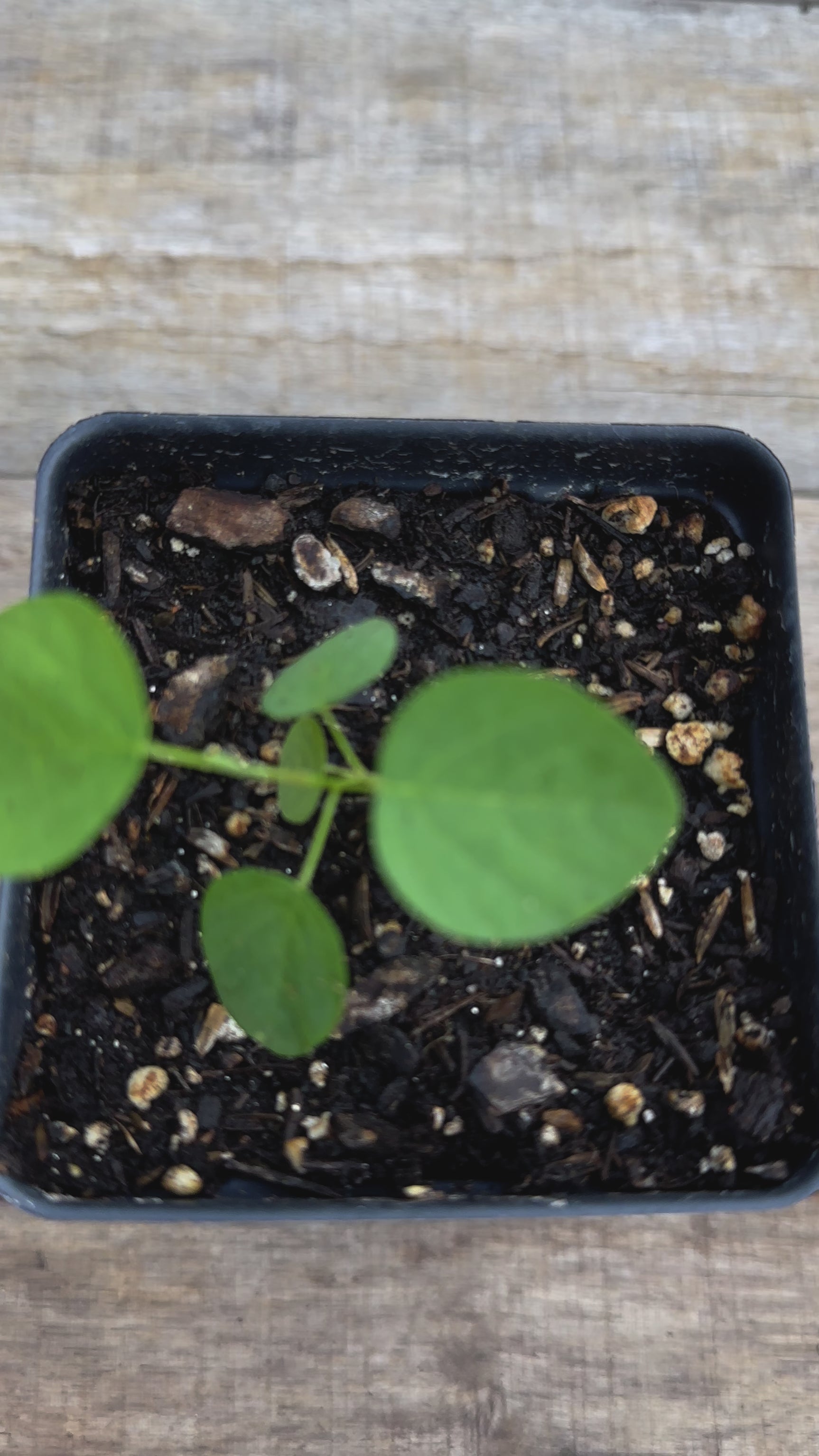 Desmodium canadense showy tick trefoil potted plant for sale video