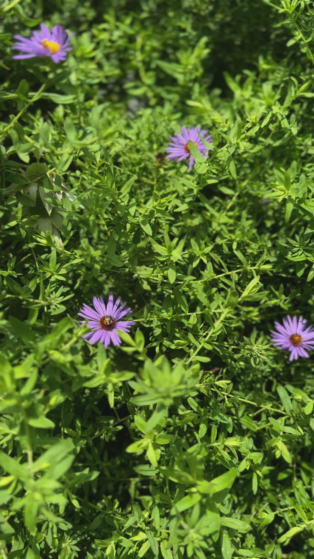 Aster oblongifolius aromatic aster flower for sale video