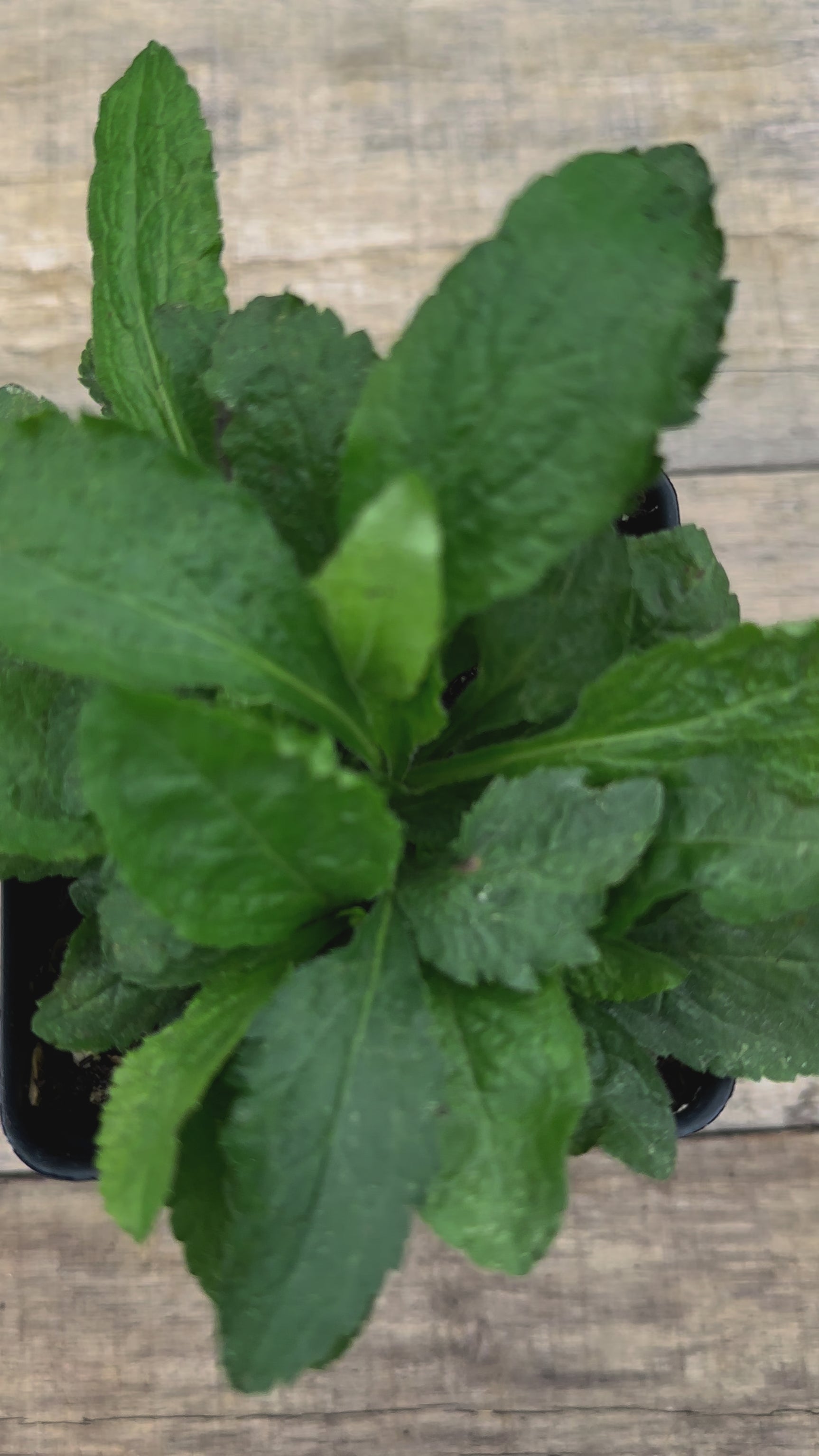 Solidago rugosa wrinkle leaf goldenrod potted plant for sale video