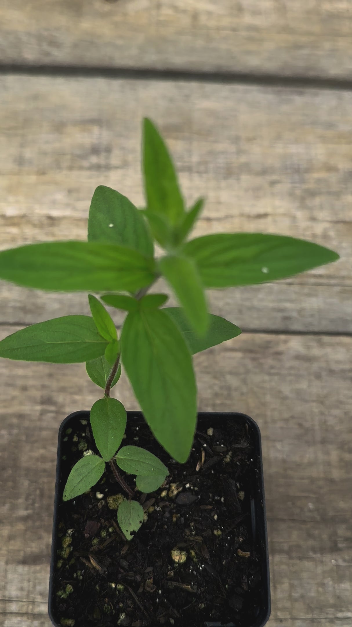 Pycnanthemum verticillatum var pilosum hairy mountain mint potted plant for sale video