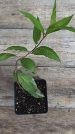 Diervilla lonicera bush honeysuckle potted plant video