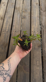 Monarda punctata spotted bee balm potted plant for sale video