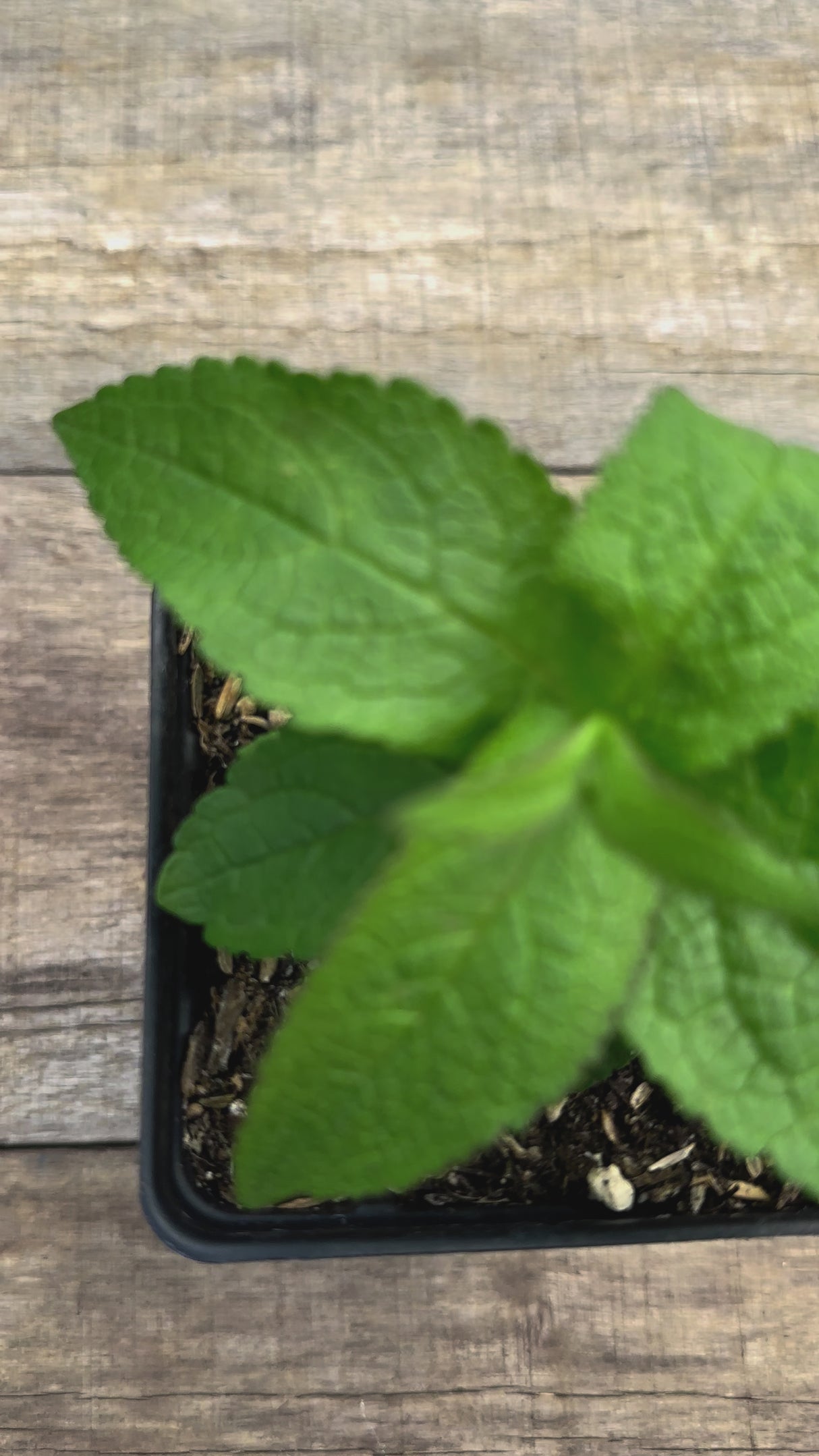 Eutrochium maculatum spotted joe pye weed potted plant for sale video