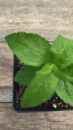 Eutrochium maculatum spotted joe pye weed potted plant for sale video