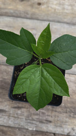 Passiflora incarnata passionflower potted plant for sale video