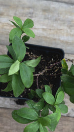 Phlox divaricata wild blue phlox potted plant for sale video