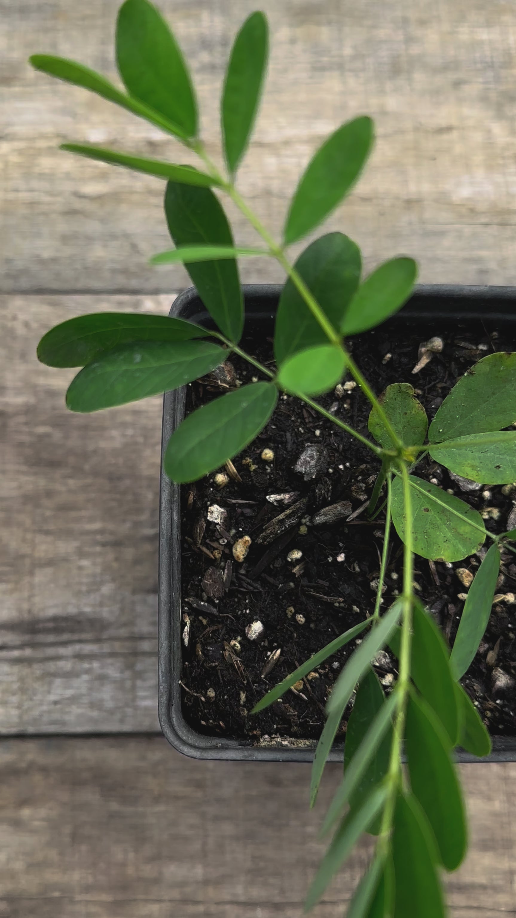 Baptisia tinctoria small yellow wild indigo potted plant for sale video