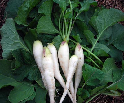 Seeds Radish, White Icicle (Lady Finger)