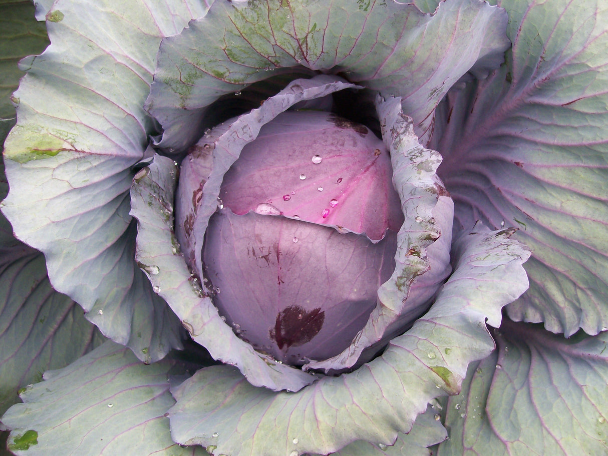 Seeds Cabbage Red Acre