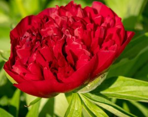 Peony, Red Magic