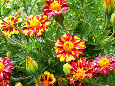 Seeds Marigold, Red Metamorph French