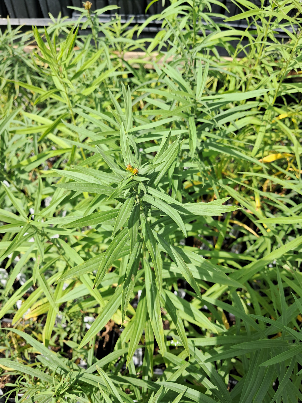 Goldenrod, Grass leaved