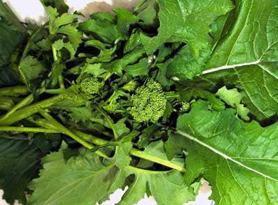 Seeds Broccoli, Sorrento